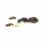 Preview: Camponotus barbaricus